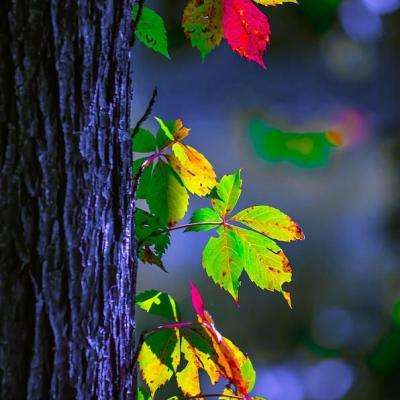 开元·app手机app下载截图